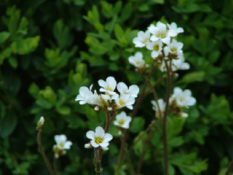 Saxifraga granulata Knolsteenbreek bestellen